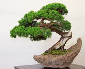 022613 bonsai