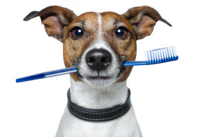 Entre el 80% de los canes y el 70% de los felinos muestran signos de enfermedad dental a partir de los tres años de vida.