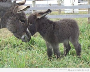 burro-bebe-cria-bonito-cute-fotos-tiernas-animales