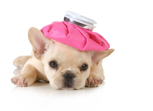 sick puppy - french bulldog with hot water bottle on head isolat