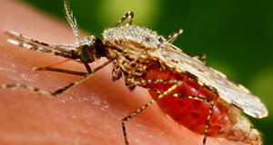 Mosquito que transmite la malaria. (Foto/Suministrada)