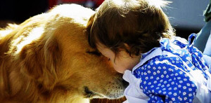 Perro de la raza Golden Retriever junto a infante. (Foto/Suministrada)