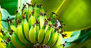 Plátanos verdes. (Foto/Suministrada)