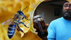 Hermes Conde, apicultor. (Fotos por Héctor J. Álvarez Colón)