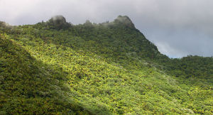 Bosque Nacional El Yunque. (Foto/suministrada)